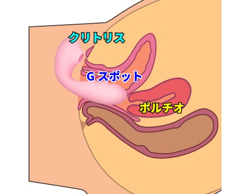 私の友達、吸うやつ（Toycod Tara）をご紹介します！男もクリトリスは舐めるだけじゃなく吸うべし