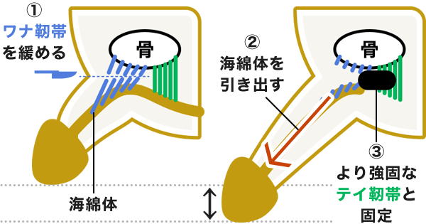 男性器の大きさについて｜大東製薬工業株式会社