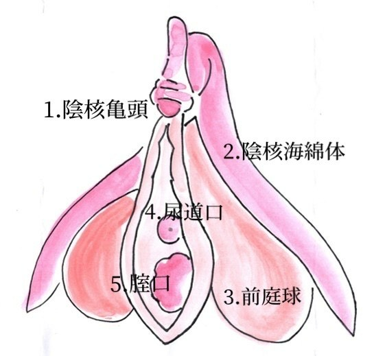 クリトリスにも勃起や包茎がある？ 仕組みやチェック方法を解説 ｜ iro