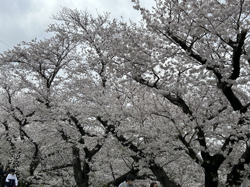 サクラの花が（ ＾ω＾）・・・ | ヘアーメイクサロンララ｜佐倉市佐倉駅の美容室・エステ