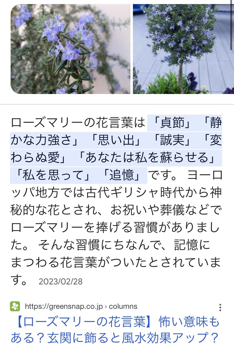 ローズマリーの種類図鑑｜それぞれの特徴、育てやすい品種は？