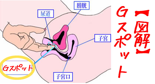 前庭球の刺激でイカせる！クリトリスや膣だけに頼らない新常識 – メンズ形成外科