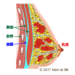 胸のGスポットで胸イキ！スペンス乳腺開発 - 夜の保健室