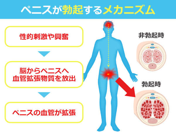 ペニスのサイズはどれくらい？TENGA社内で測ってみた - TENGAヘルスケア プロダクトサイト