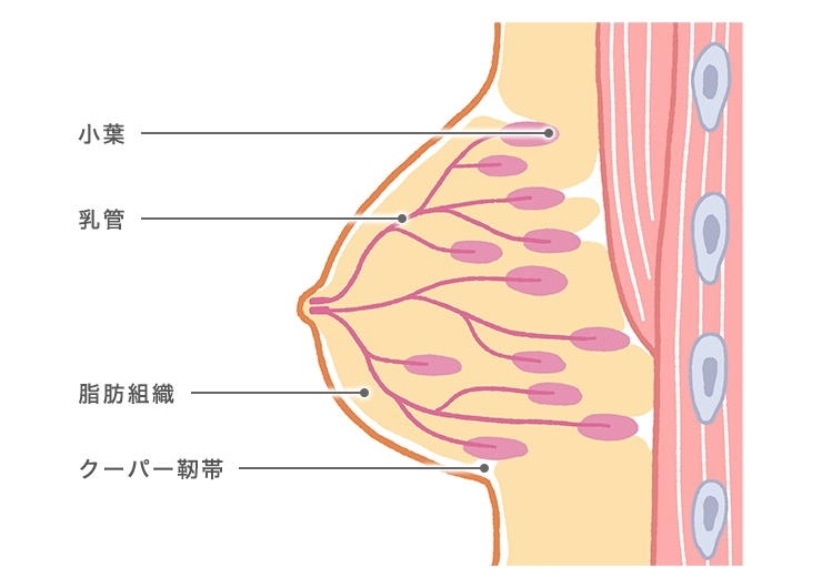 乳首を触るだけでオーガズムを得られるようになる方法！