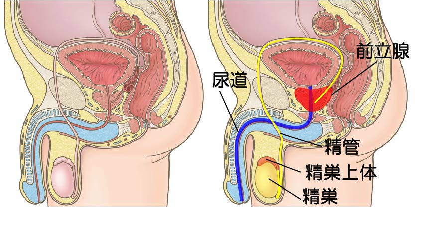 卵と精子のこと | 亀田IVFクリニック幕張