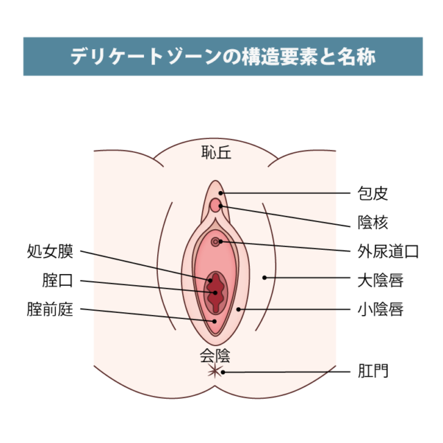 クリトリスとは？機能や役割、語源をわかりやすくまとめました | 腟ペディア（チツペディア）