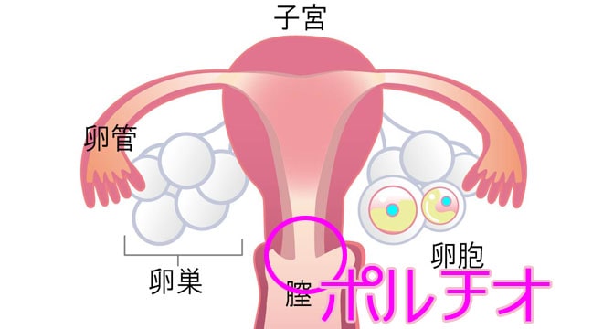 中イキ・奥イキの科学：女性を中イキさせるためのテクニック – メンズ形成外科 | 青山セレス&船橋中央クリニック