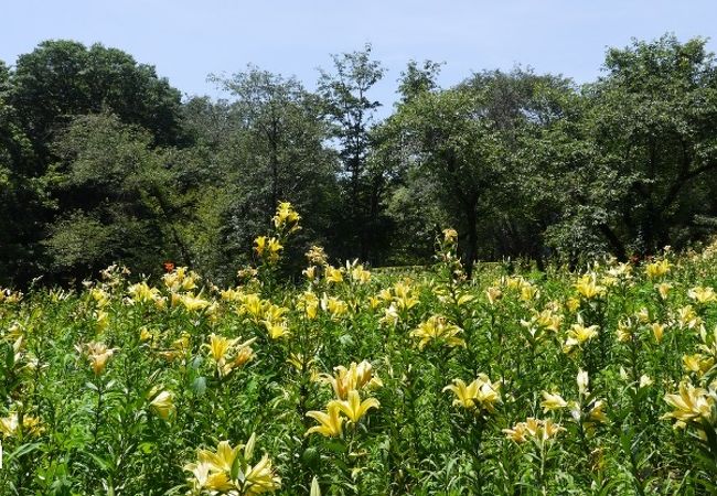 可睡ゆりの園｜3万坪に広がるゆりの競演。静岡県袋井市久能「可睡ゆりの園」