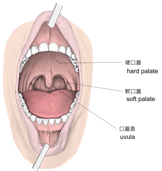 やりすぎ注意）喉イキのやり方！喉の性感帯（パラタイン喉腺）をイマラチオで刺激！ | Men's Chinchi