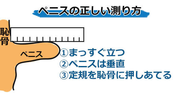 ペニスの大きさ平均は13cm！女性の理想サイズはさらにデカい！？｜薬の通販オンライン