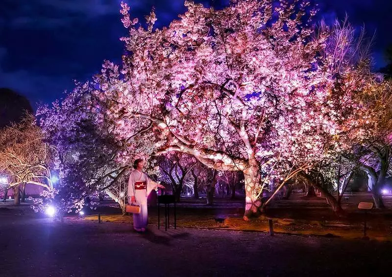 公式】山陽電車 | 【山陽沿線 桜めぐり】 そろそろ桜の季節がやってきます🌸