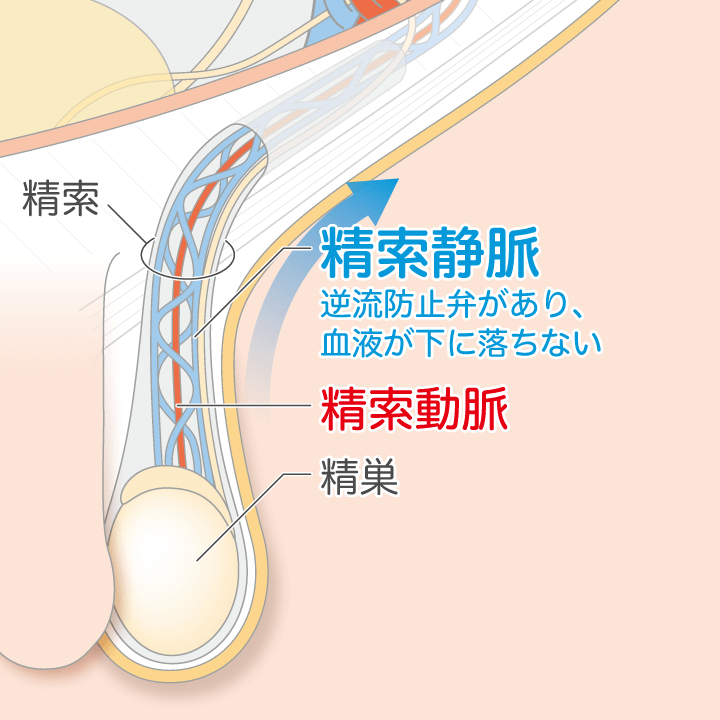 人はキンタマをいっさい思い浮かべずにウォーターテープボールを作れるか？ | ゲムぼく。