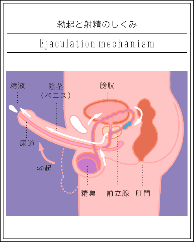 正常位でのセックスのやり方を画像で解説 | 種類はいくつ知ってる？