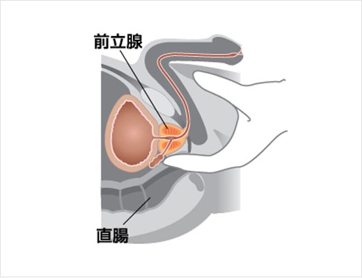 前立腺責めのやり方とコツ！気持ちいい前立腺マッサージの方法をイラストで解説