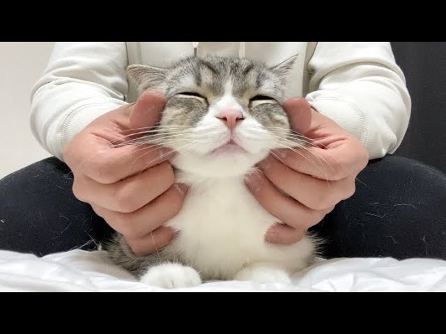 Amazon | ミニハンド猫おもちゃ