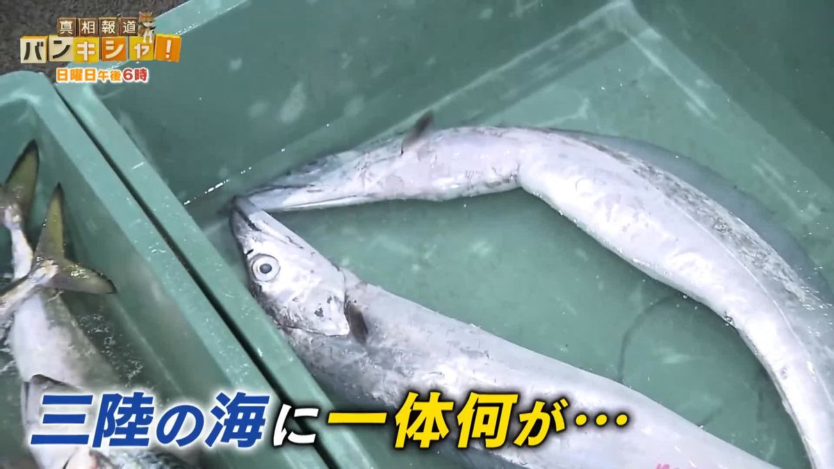 売春島」と呼ばれた島の歴史が変わった日 - 三重 県 風俗