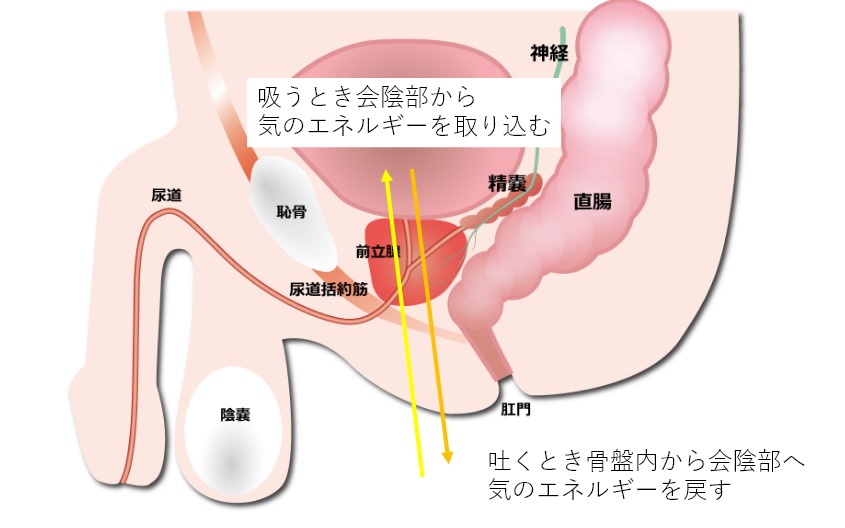 会陰オナニーでドライオーガズム！会陰部刺激のコツ - 夜の保健室