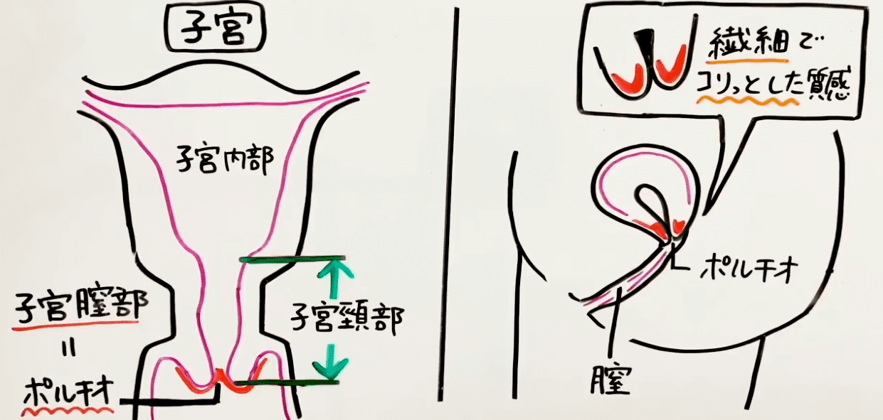 連続イキ】ポルチオ・体外式ポルチオ法５選～完全図解～ | セクテクサイト