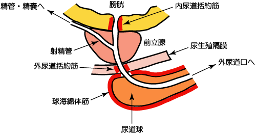 処女男ふたなり初めての貫通式～連続絶頂で潮吹き～ [Carbohydrate] | chobit(ちょびっと)