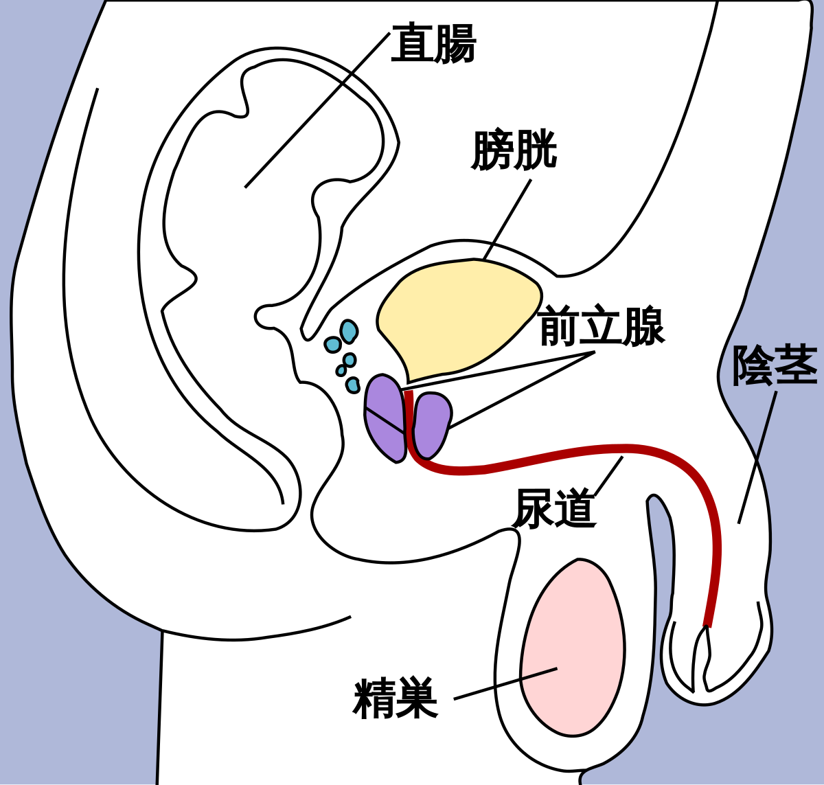 亀頭包皮炎(陰茎・ペニス・チンチンが痛い、痒い、赤い、腫れる) | 東京泌尿器科クリニック上野