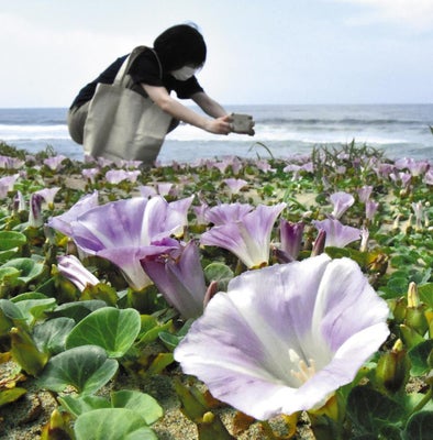 台湾朝顔(モミジヒルガオ)薄紫色の可憐な花だが生態系被害防止外来種 : 好吃 好酒 好台湾！