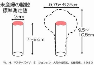 【ペニス図鑑】正しい測り方と硬さ・種類・長さ！