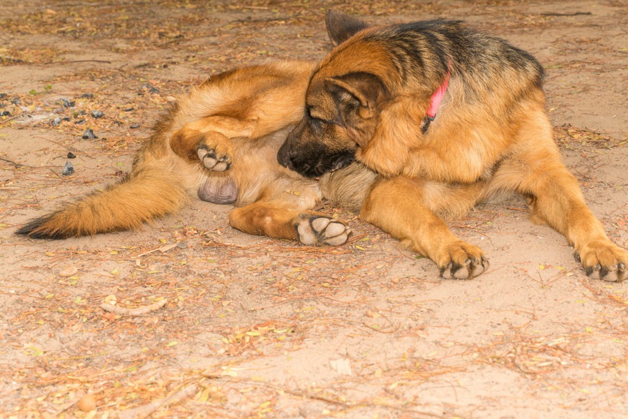 猫同士なめるのはなぜ？ 複数飼いの猫たちのかわいい仕草の心理を獣医師に聞いた｜ねこのきもちWEB MAGAZINE