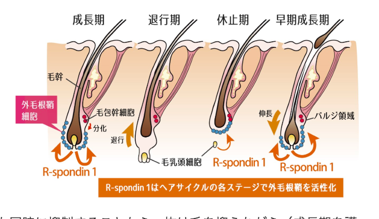 #17 毛抜きを高倍率で撮影してみた