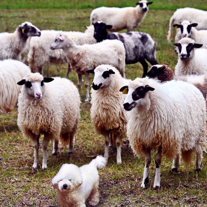 オリオン通りから沖縄を感じよう！宇都宮市曲師町「琉球おにぎりSheep」 - 東海住宅タウンガイド