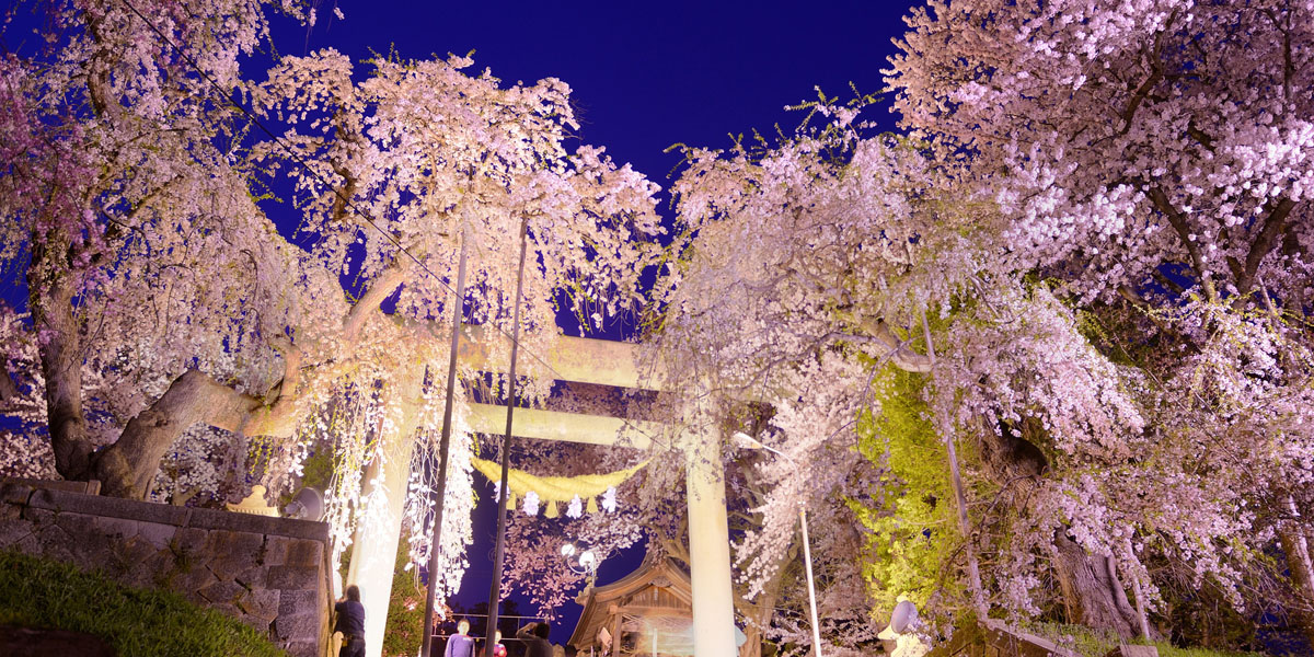 八分咲きで中野通りに「桜のトンネル」出現 間もなく満開、ライトアップも -