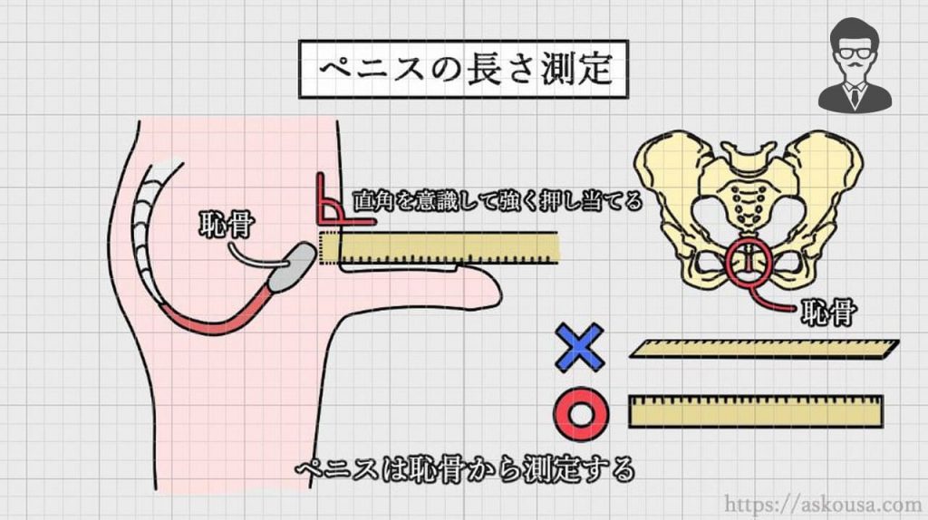 ペニスのサイズはどれくらい？TENGA社内で測ってみた - TENGAヘルスケア プロダクトサイト