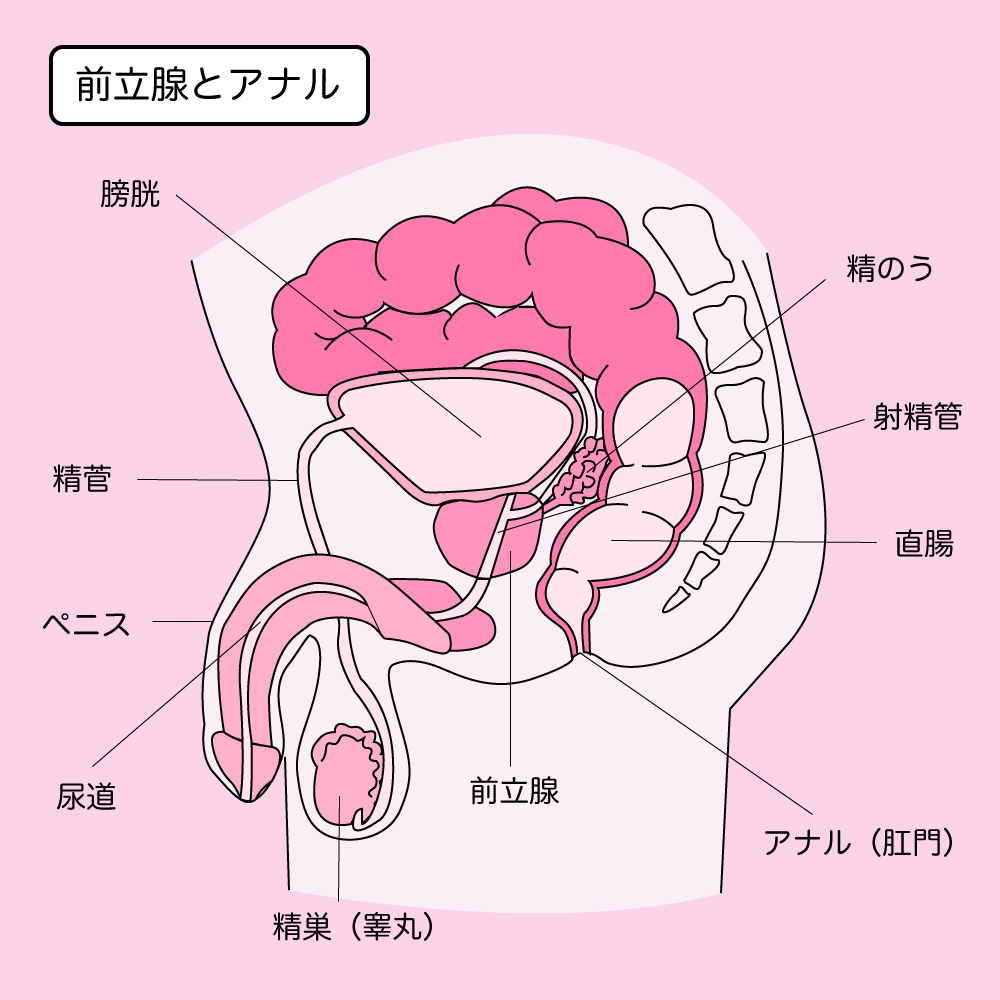 女性の「潮吹き」と「女性の射精」の明確の違いについて - 美容外科｜船橋中央クリニック&青山セレスクリニック