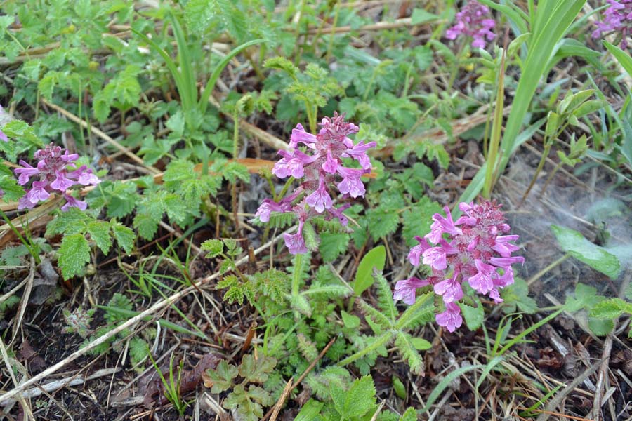 白花モモの写真素材 - PIXTA