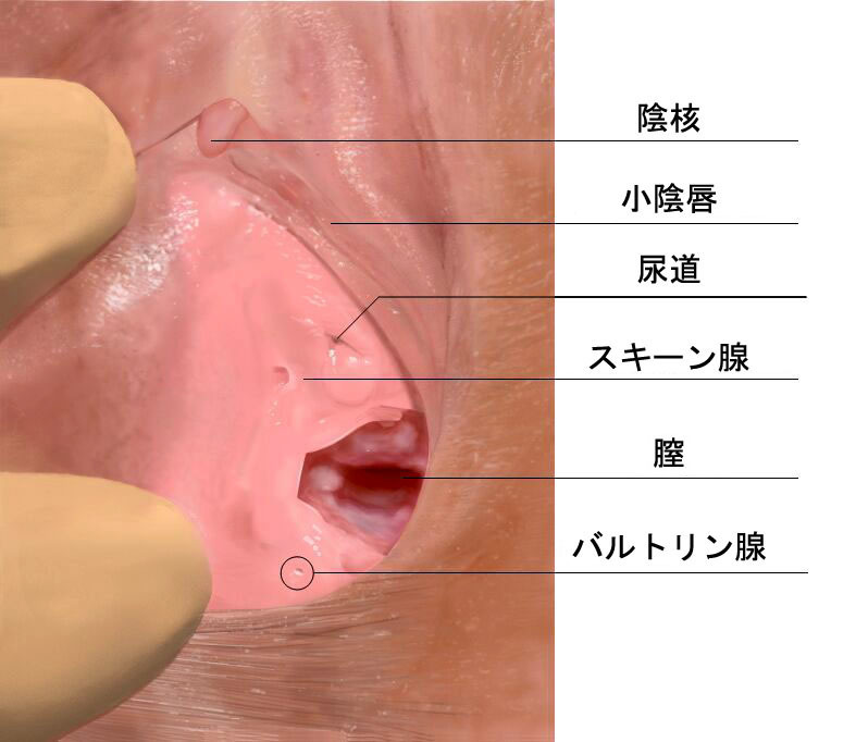 女性が濡れやすくSEXでイキやすくなる方法【イラストで解説】 | セクテクサイト