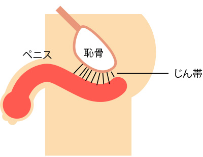 ペニスをサイズアップさせるには