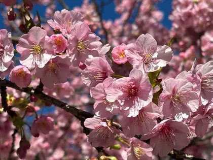 南足柄市で「春めき桜」満開 狩川の春木径と幸せ道に171本が咲き誇る -