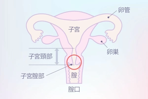 東方Project】膣ポルチオ欲求奴隸 - 同人誌 -