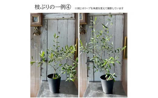 Aroma Olive (アロマオリーブ)