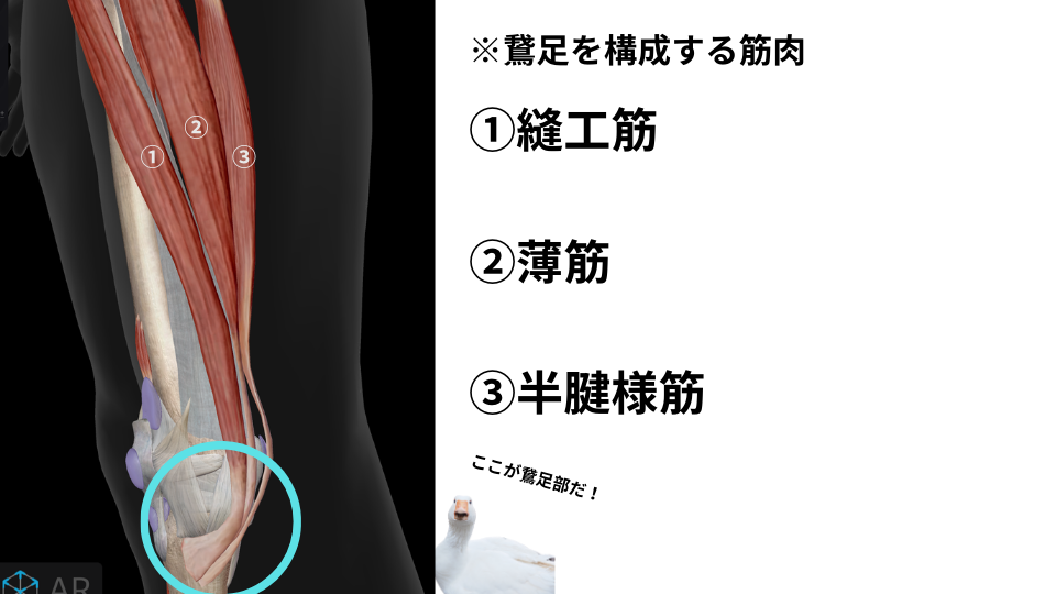 股関節の右側（左側）だけ痛い！理由と対処法について紹介 | くまのみ整骨院グループ