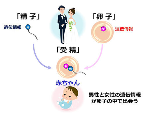 女の人の体の中に男の人の精子ってどう入るんですか？」小学校での性教育 児童の問いかけに向き合う助産師【今、考えたい“性”のコト②】 |