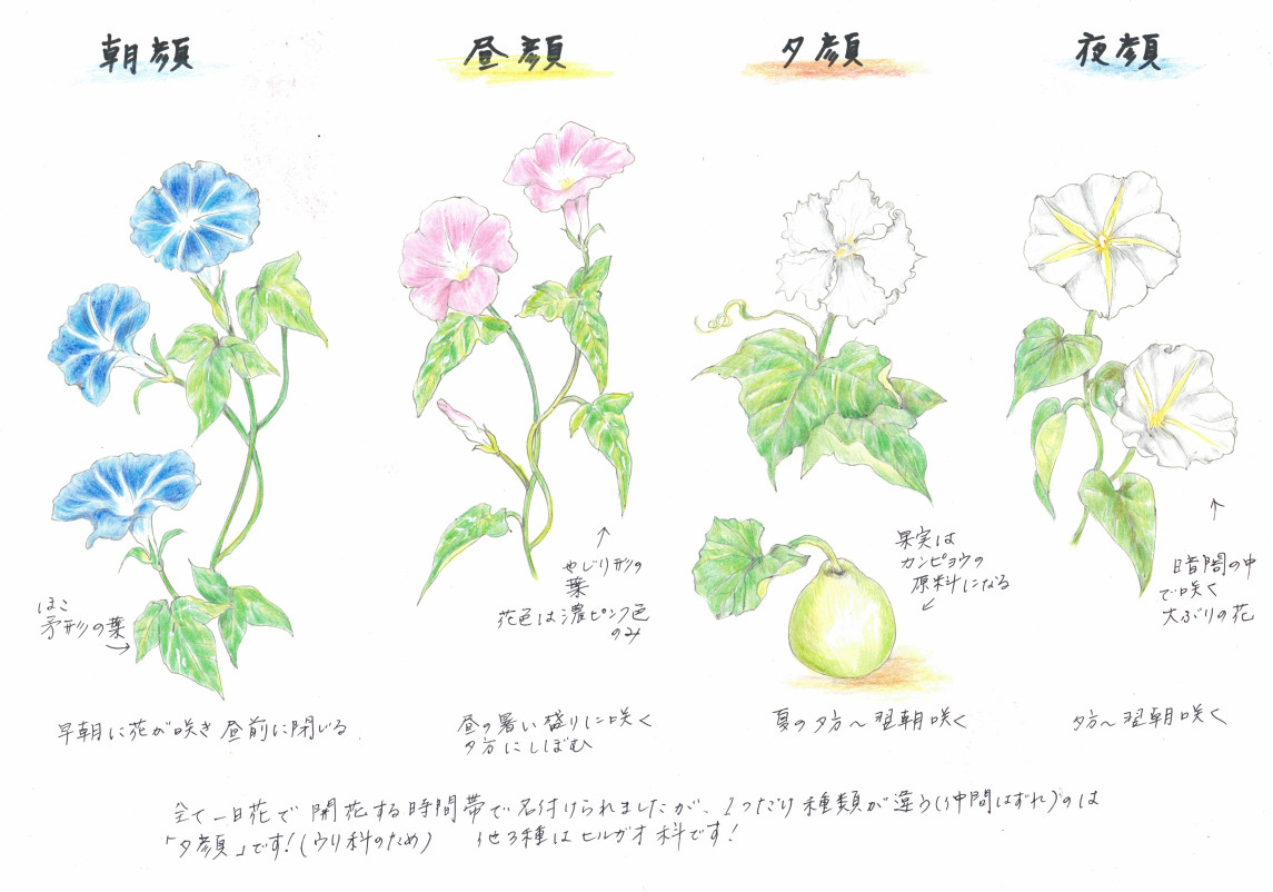 アサガオ、ヒルガオ、ユウガオ、ヨルガオ 仲間外れはどれ？（2024年8月18日）｜BIGLOBEニュース