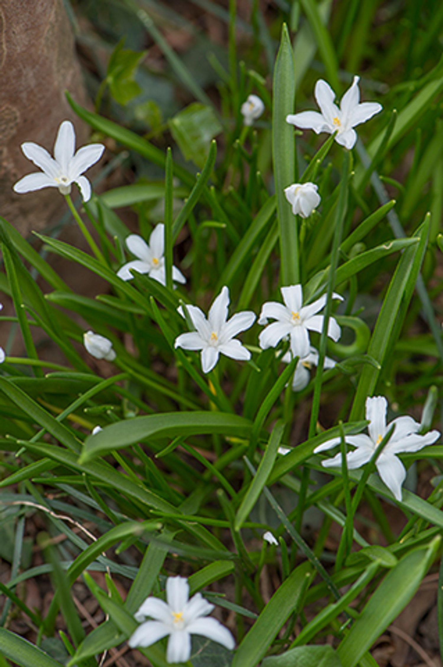 ハナモモ（花桃）：寒白（カンパク）5号鉢植え の通販 | 園芸ネット