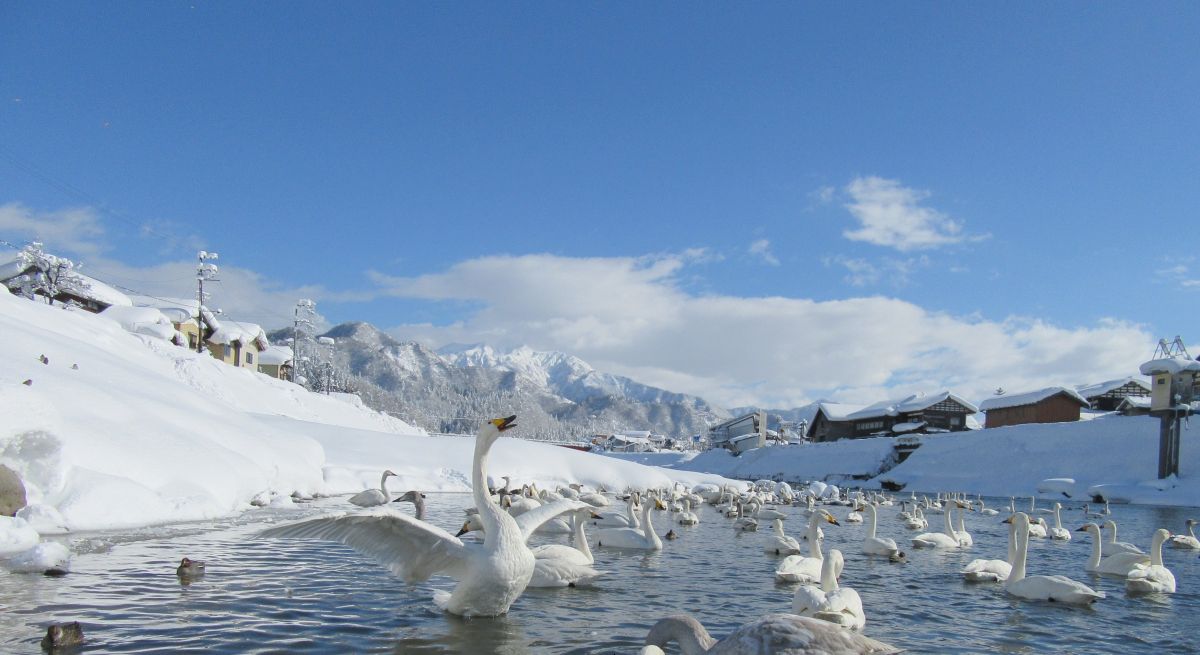 オオハクチョウ、雪の上の鳥の白鳥座の白鳥座グループの写真素材・画像素材 Image 24994154