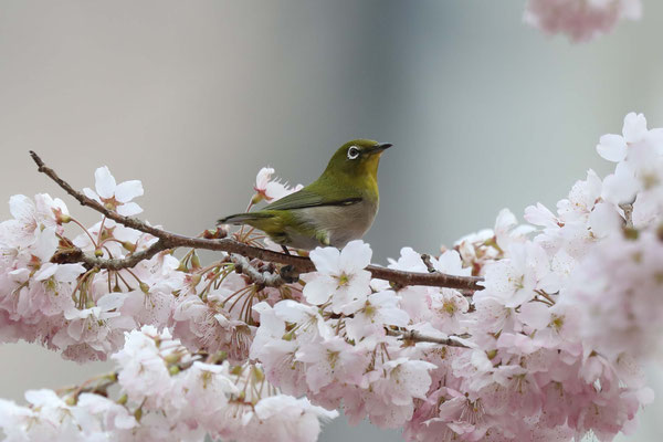 ホテル くちなし城 桃源郷 厚木 (クチナシジョウトウゲンキョウアツギ)｜神奈川県