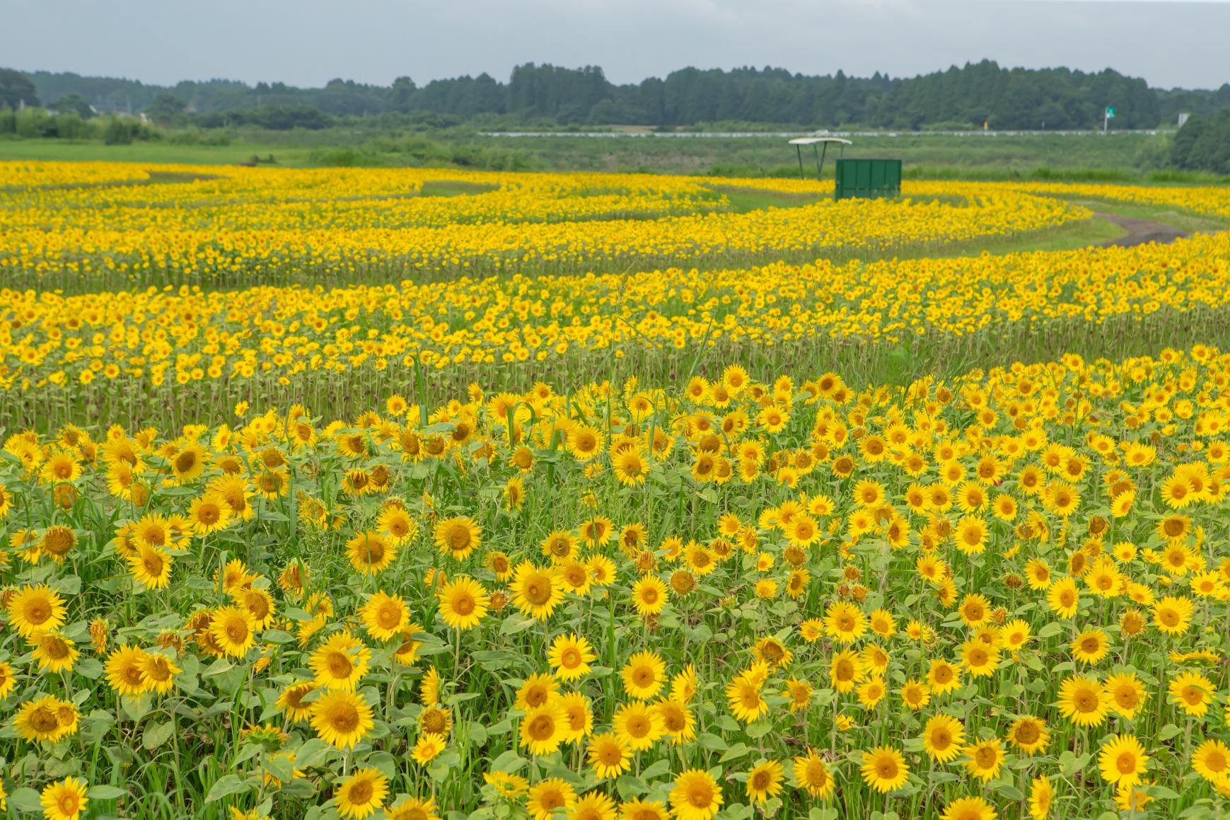 夏の花といえば「ひまわり」！宮崎県内のおすすめスポット5選 | 旅の特集