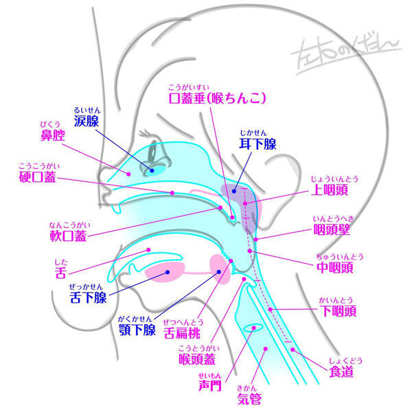 はじめてのフェラの基礎知識 男が気持ちいい舐め方って？ | オトナのハウコレ