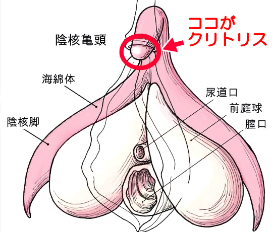 女性器の形や色が変？女性器の構造や悩みの改善方法について | 銀座みゆき通り美容外科の美容コラム ｜美容整形｜東京・中央区・銀座｜大阪・梅田