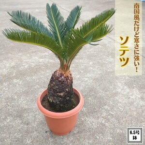 南国のリゾート感を演出する観葉植物｜おすすめとコーディネート例 | 観葉植物・お花の通販 AND PLANTS