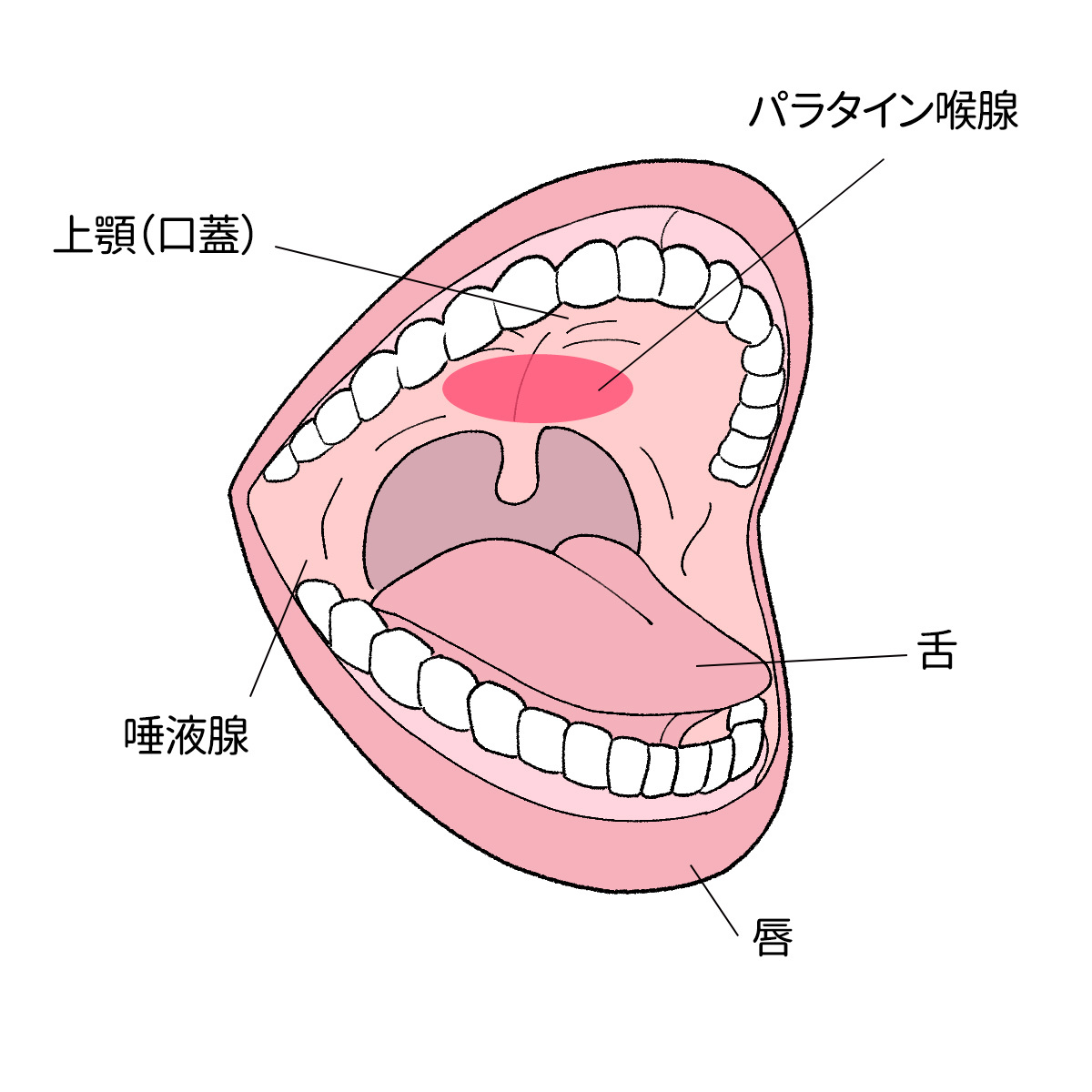 口内の性感帯でトランス状態！放心状態でビクビク絶頂 / 輝月あんり｜